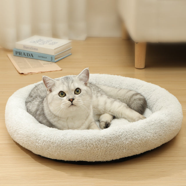 New Kitten Starter Kit