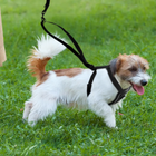 Anchor Reflective Dog Harness, view 2