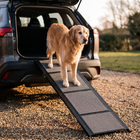 An older golden retriever walks down the FELVO Ascent folding dog ramp from an open SUV tailgate at golden hour